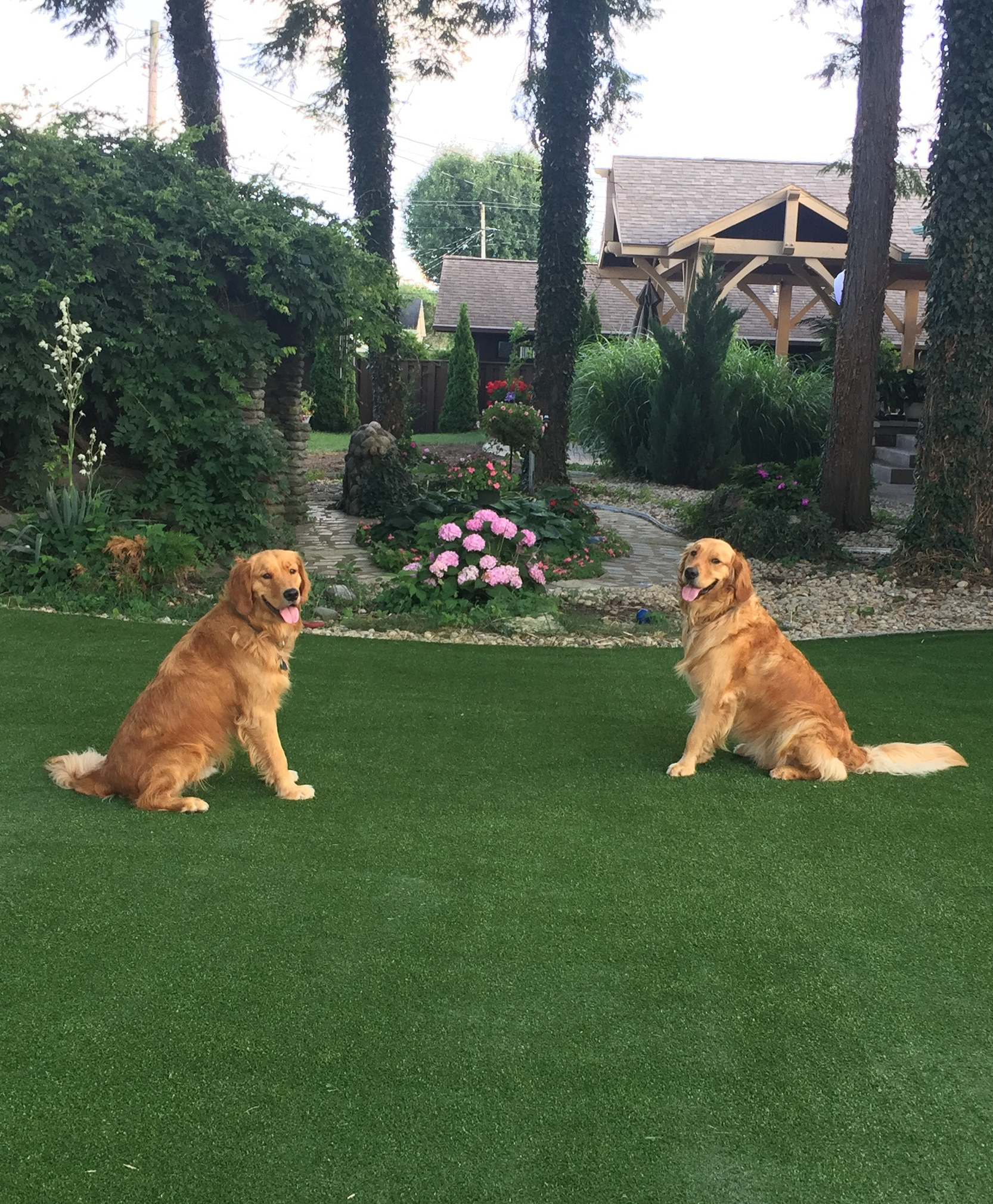 Dogs on lawn