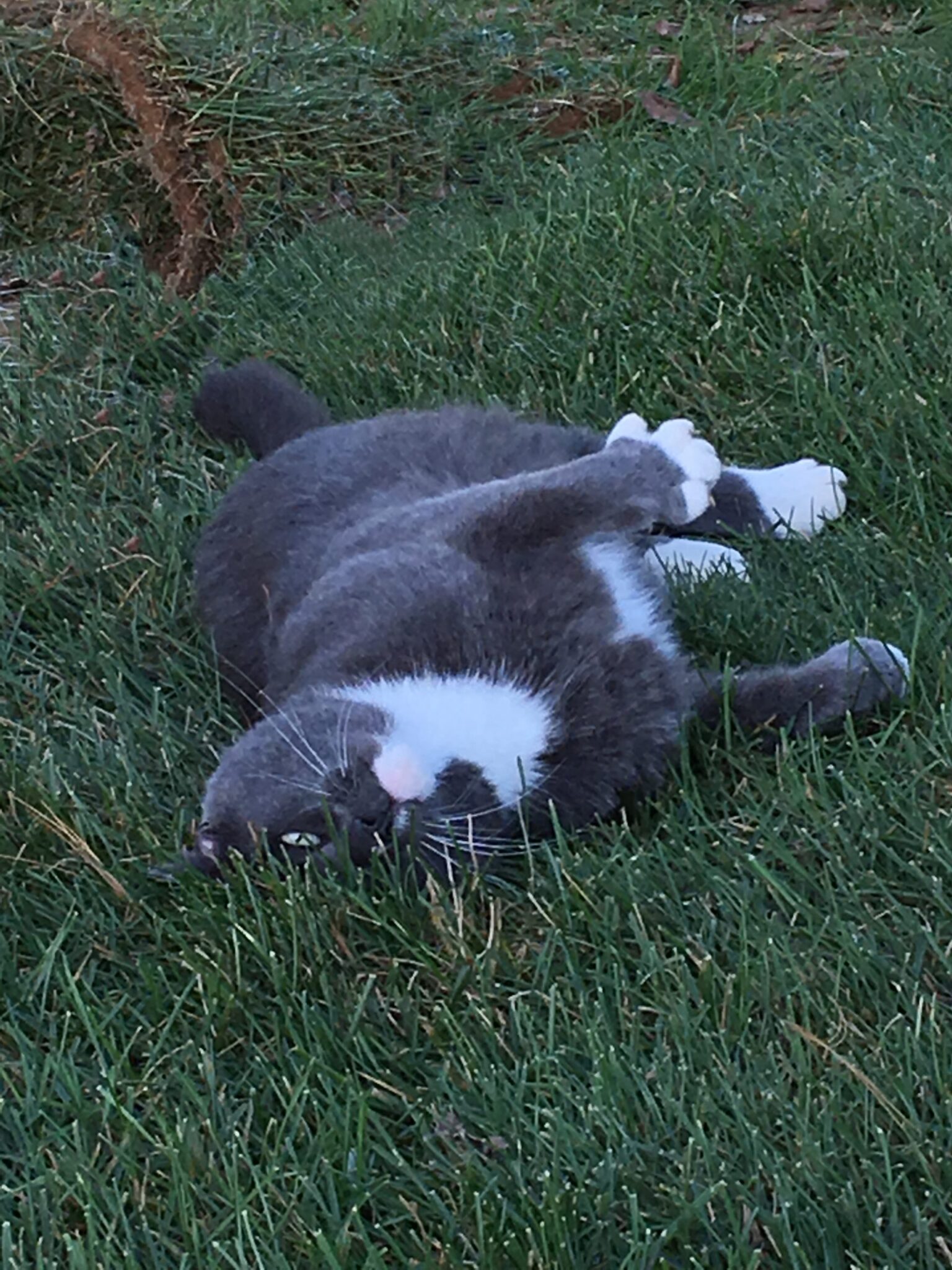 Cat enjoying healthy lawn
